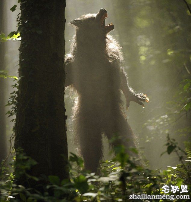 英国有目击者称看到半人半狼生物 拟展开抓捕行动！