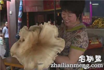 梅州女子挖到2斤重鸡菌王 网友直呼大如车轮
