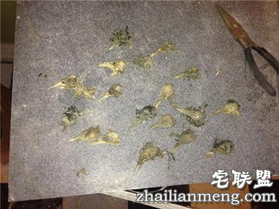 夫妻翻修厨房,没想到墙里的东西让他们直接吐了！