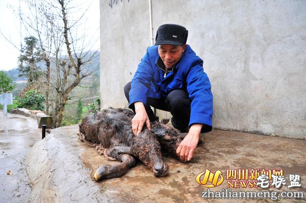 印度母牛产下神牛 小牛长出两个牛头实属罕见