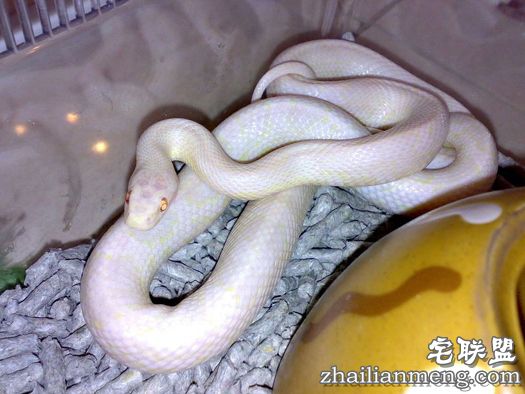 惊闻!60岁乡村老妇生下一条白蛇 超感人！