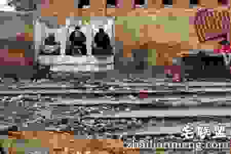 每天有6亿人露天“方便”，印度人怎么就受得了？