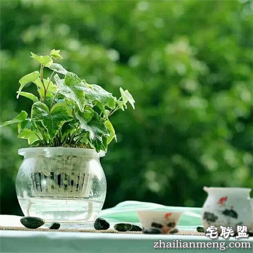 常见室内花卉图片及名称推荐