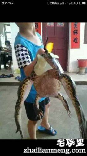 村民抓到巨蛙重8.6斤网友:这货成精了！