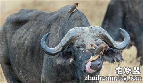 野牛鼻孔突然钻出奇怪物体 走进一看惊呆了!