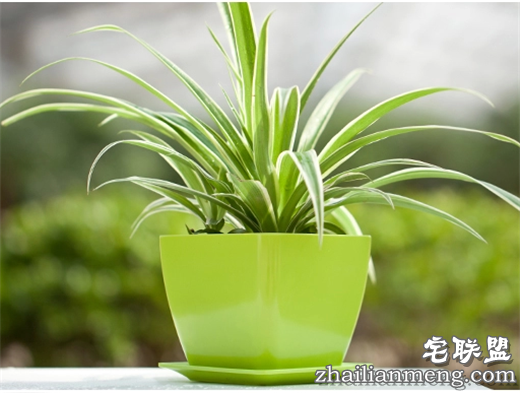 常见室内花卉图片及名称推荐