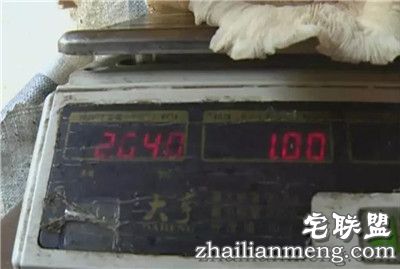 梅州女子挖到2斤重鸡菌王 网友直呼大如车轮