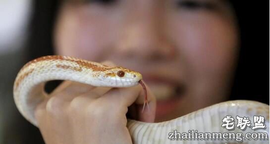 日本重口味咖啡屋，可以边喝饮料边赏蛇，现场顾客是这个反应！