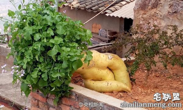 云南村民种出巨型萝:长1.2米 重约30斤 白萝卜的功效与作用