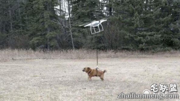装逼男用无人机遛狗 不料无人机失灵带着狗飞上天！