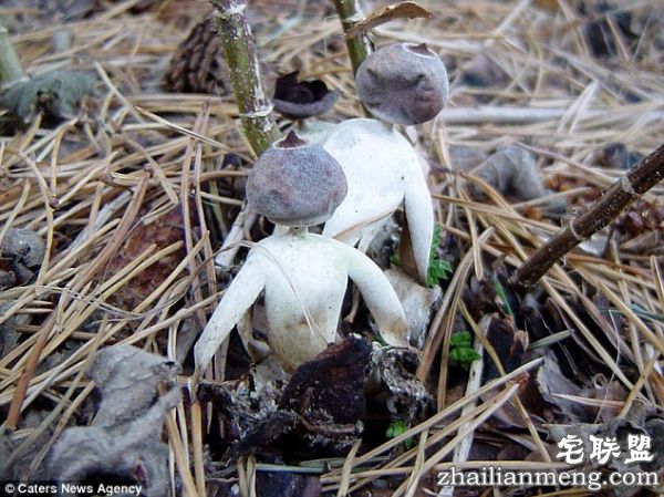 英国现“人形”蘑菇长着头和四肢 已被认定为新品种