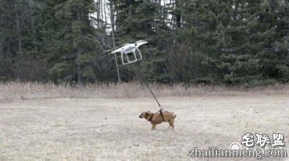 装逼男用无人机遛狗 不料无人机失灵带着狗飞上天！