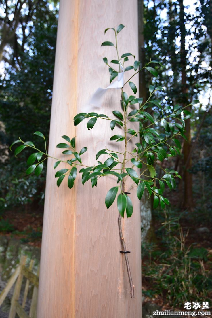 日夜兼程：第五日上午，参访伊势神宫@wildgun的2016早春关西游记