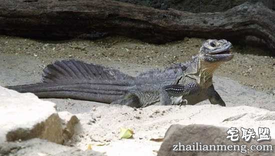 神秘!罗布泊食人蜥蜴事件 看完傻眼了！