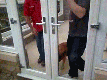 那些被玻璃伤过的汪们…都变成了小心谨慎的宝宝