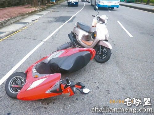 太奇葩！乌龟致车祸被逮捕 事故原因在调查中