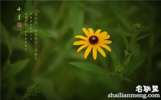 小暑节气谚语大全 句句是真理啊!