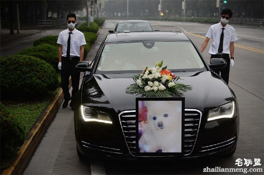 上海现宠物狗最豪华葬礼 百万豪车送行