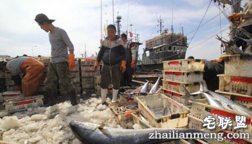 青岛渔民捕获巨型鲅鱼重达30公斤 需要两人合力抬起