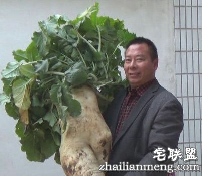 云南村民种出巨型萝:长1.2米 重约30斤 白萝卜的功效与作用