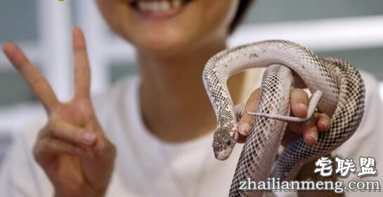 日本重口味咖啡屋，可以边喝饮料边赏蛇，现场顾客是这个反应！