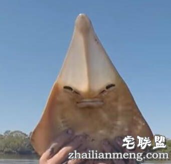 小孩海边玩耍时在水中发现鲨鱼，没想到竟然赤手空拳把它抓起！