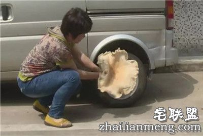 梅州女子挖到2斤重鸡菌王 网友直呼大如车轮