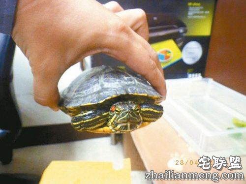太奇葩！乌龟致车祸被逮捕 事故原因在调查中