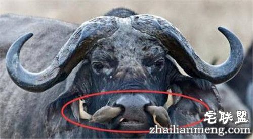 野牛鼻孔突然钻出奇怪物体 走进一看惊呆了!