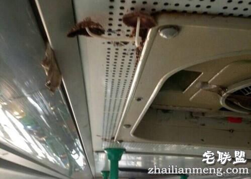 有意思!武汉公交车长蘑菇 乘客戏称养分充足