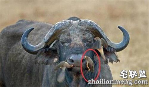 野牛鼻孔突然钻出奇怪物体 走进一看惊呆了!