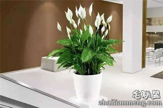 常见室内花卉图片及名称推荐
