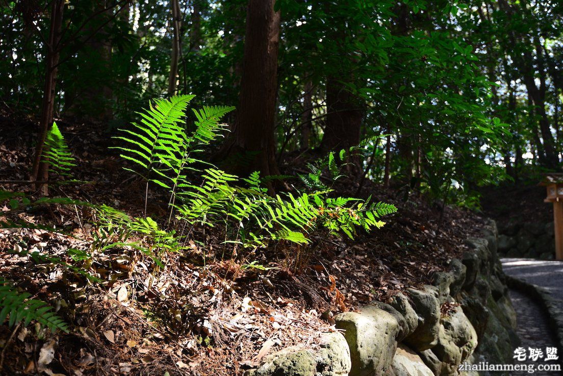 日夜兼程：第五日上午，参访伊势神宫@wildgun的2016早春关西游记