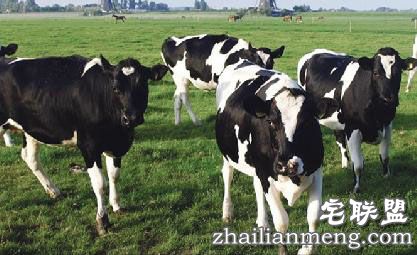 德国90头牛放屁引爆炸网友调侃:牛哥太霸气