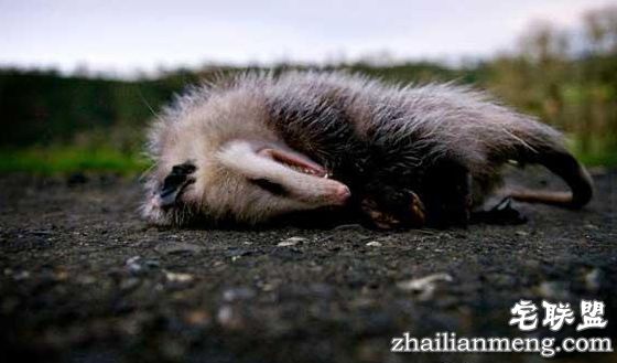 全球上最大的老鼠身高1.1米堪比3岁儿童 猫都害怕的老鼠