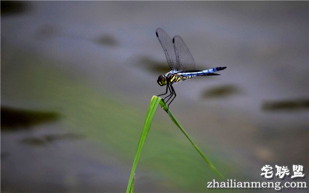 小暑节气谚语大全 句句是真理啊!