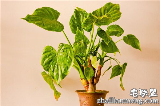 常见室内花卉图片及名称推荐