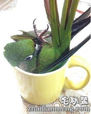 鹦鹉在家偷偷洗澡一个不小心失足成千古恨。逗翻了。