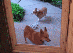 那些被玻璃伤过的汪们…都变成了小心谨慎的宝宝