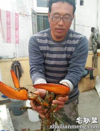 惊呆了!烟台现3.8斤大龙虾 90岁渔民称第一次见