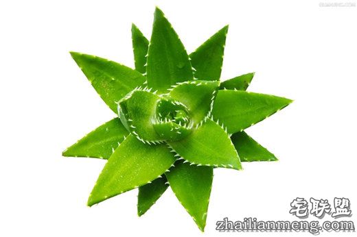 常见室内花卉图片及名称推荐