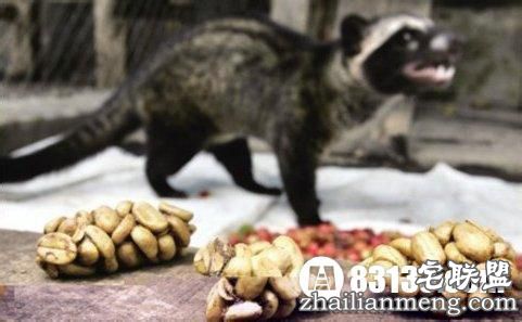 猫屎咖啡的由来 真是用猫屎做的吗?
