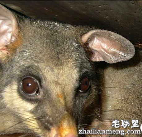 全球上最大的老鼠身高1.1米堪比3岁儿童 猫都害怕的老鼠