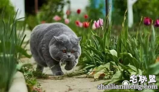 一头长得好像猫的猪，最后那张......