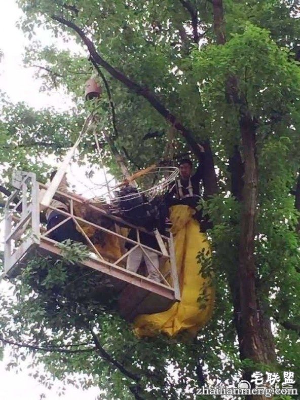 男子坐滑翔伞空中求婚 耍帅不成反被风刮到树上