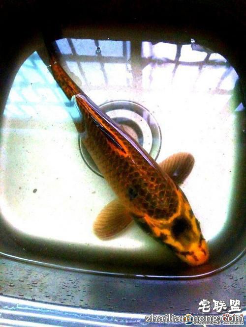 湖南发现人面鲤鱼 与人的五官十分相似"嘴巴""鼻子"清晰可见