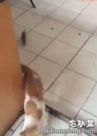 成都小猫被老鼠追着跑 网友大呼“猫界耻辱”