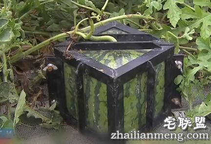 日本十大最奇葩的奇怪发明，看到第四个就给跪了！