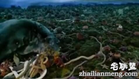 南极巨虫竟长达3米  众多网友目瞪口呆