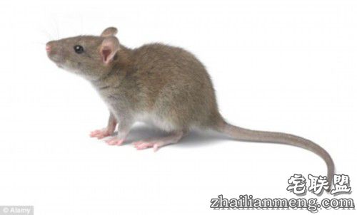 越南民俗:偏爱老鼠肉 网友:口味太重受不了了